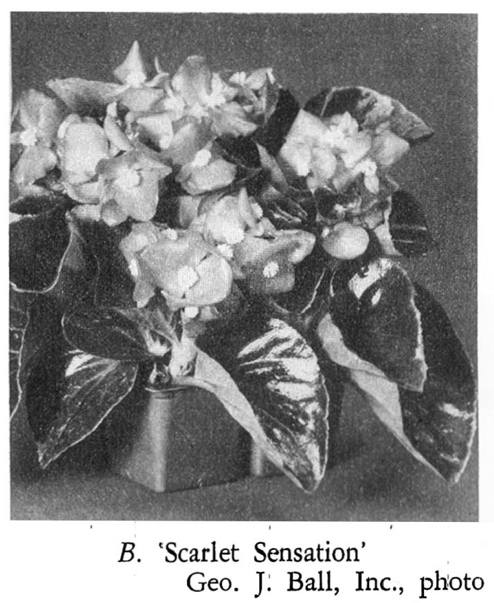 B. ‘Scarlet Sensation’
